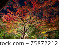 Autumn leaves lighted up 75872212
