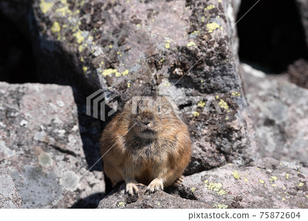 在大雪山的Ezo頑皮兔子 在大雪山的Ezo頑皮兔子 75872604