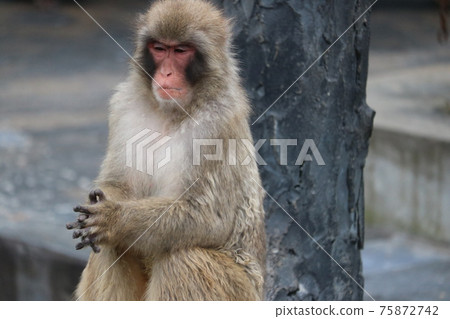 Hakodate Tropical Botanical Garden Clap monkey Hakodate Tropical Botanical Garden Clap monkey 75872742