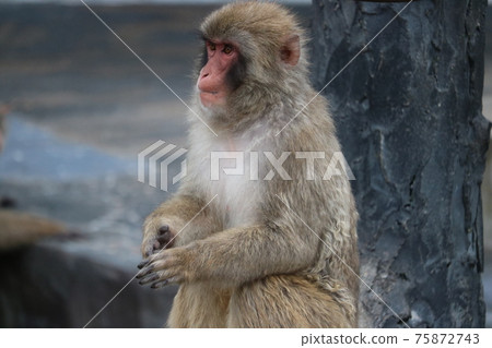 Hakodate Tropical Botanical Garden Cute monkey face Hakodate Tropical Botanical Garden Cute monkey face 75872743