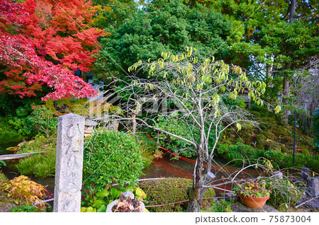 Matsuodera Kuri / Hojo Garden Maizuru City 75873004