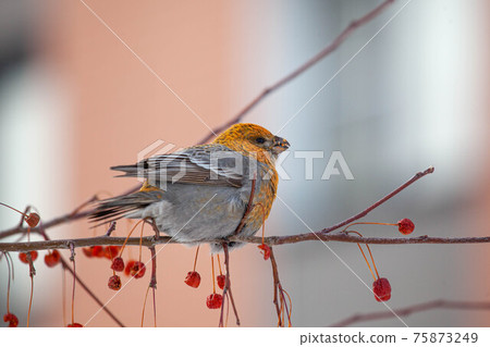 Pine grosbeak, Pinicola enucleator, female bird feeding on berries 75873249