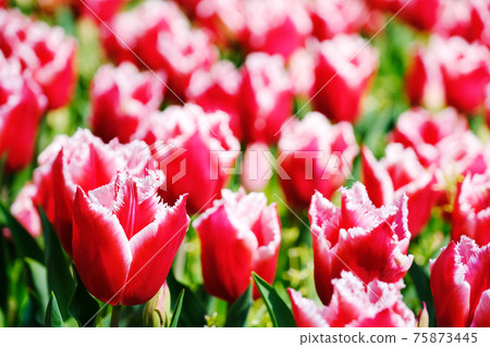 Tulip field Tulip field 75873445