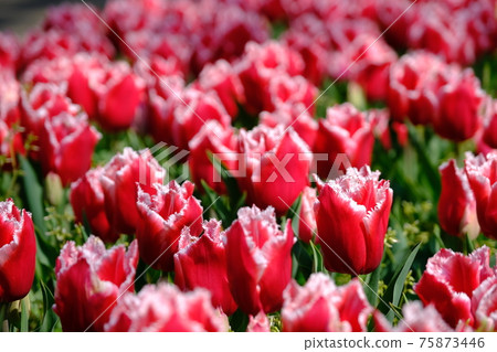 Tulip field Tulip field 75873446