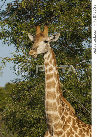 Giraffa, Kruger National Park 75873555