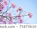 櫻花盛開背景素材 75873610