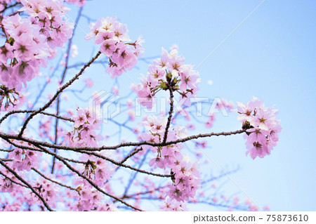 櫻花盛開背景素材 75873610
