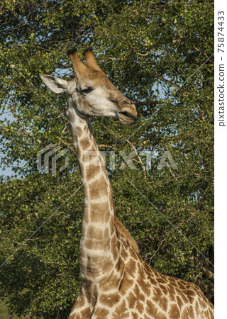Giraffa, Kruger National Park 75874433