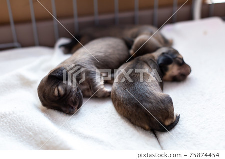 Puppy Kaninhen Dachshund Puppy Kaninhen Dachshund 75874454