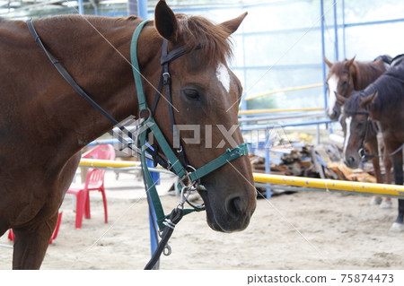 Horse 1 Horse 1 75874473