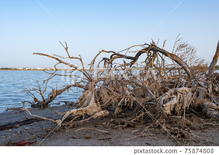 Broken dead tree branch on the shore of Larnaca salt-lake in Cyprus. Broken dead tree branch on the shore of Larnaca salt-lake in Cyprus. 75874808