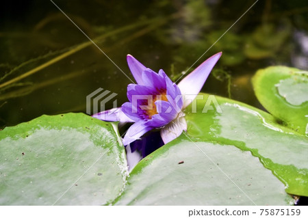 White and purple flowers 75875159