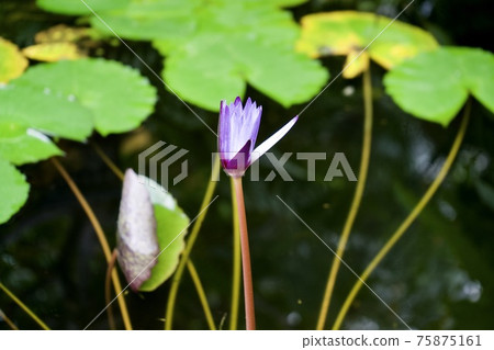 睡蓮的芽 睡蓮的芽 75875161