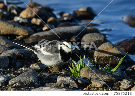 Hakusekirei 75875218