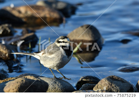 Hakusekirei 75875219