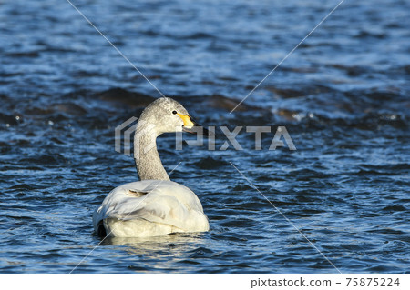 Swan 75875224