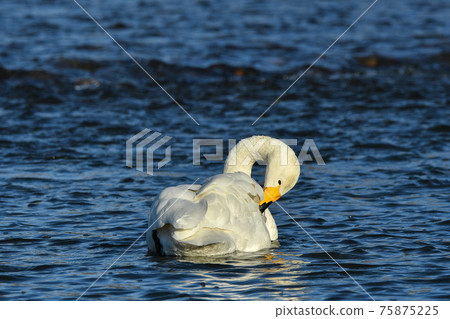 Swan 75875225