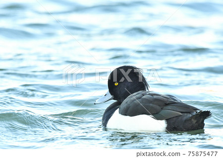 Kinkrochasshuro 75875477