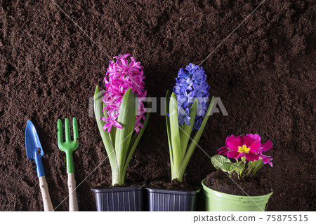 Spring gardening concept. Purple, blue hyacinths and primrose in pots and gardening tools on fresh soil 75875515