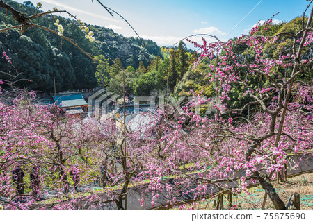 Oagata Shrine Umeen, Inuyama City, Aichi Prefecture 75875690