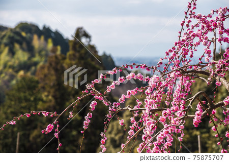 愛知縣犬山市大形神社梅園 愛知縣犬山市大形神社梅園 75875707