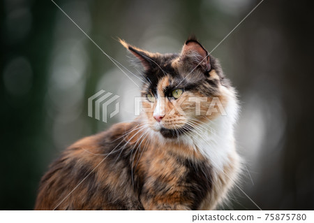 beautiful calico maine coon cat outdoors portrait 75875780