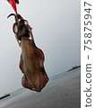 Squid caught by Egging 75875947