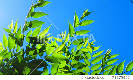 New green and landscape of the blue sky New green and landscape of the blue sky 75875962