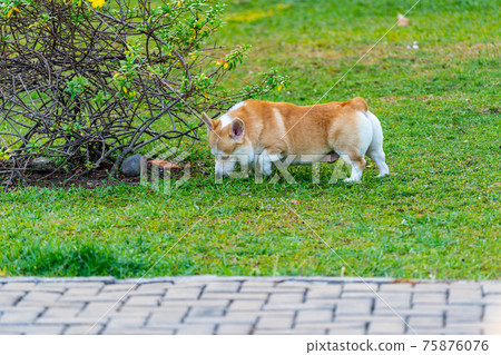 Adorable Welsh Corgi dog on grass lawn 75876076