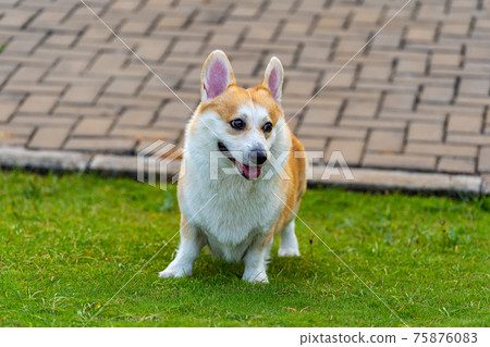 Portrait of adorable Pembroke Welsh Corgi dog at the park 75876083