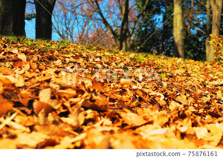 Autumn scenery with fallen leaves (Toneri Park) Autumn scenery with fallen leaves (Toneri Park) 75876161