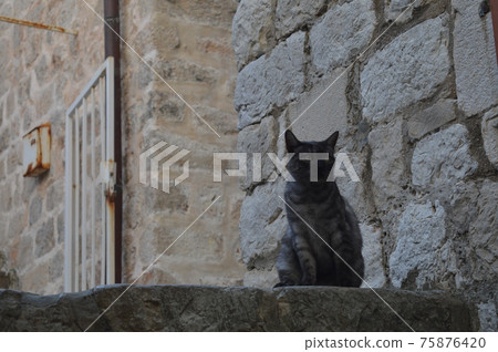 Croatian stray cat Croatian stray cat 75876420