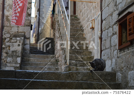 Croatian stray cat Croatian stray cat 75876422