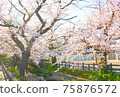 Cherry blossom trees in full bloom 75876572