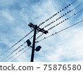 Birds on the power lines 75876580