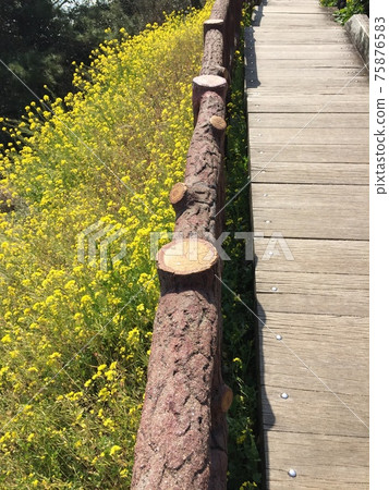 Flower path in spring 75876583