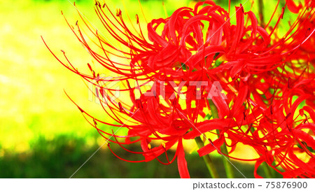Landscape with flowers of cluster amaryllis Landscape with flowers of cluster amaryllis 75876900