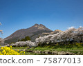 Yufuin, Oita Prefecture, cherry blossoms in full bloom and Mt. Yufu # 17 75877013