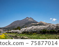 Yufuin, Oita Prefecture, cherry blossoms in full bloom and Mt. Yufu # 18 75877014