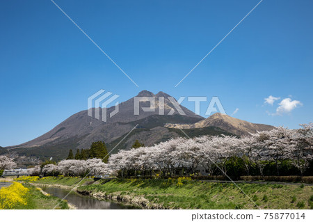 Yufuin, Oita Prefecture, cherry blossoms in full bloom and Mt. Yufu # 18 Yufuin, Oita Prefecture, cherry blossoms in full bloom and Mt. Yufu # 18 75877014