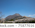 Yufuin, Oita Prefecture, cherry blossoms in full bloom and Mt. Yufu # 20 75877016