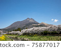 Yufuin, Oita Prefecture, cherry blossoms in full bloom and Mt. Yufu # 21 75877017