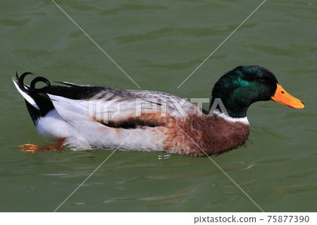 Duck 1 Duck 1 75877390