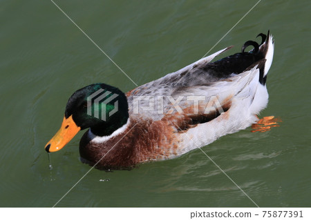 Duck 2 75877391