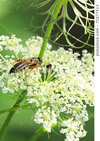 Vertical of Northern Paper Wasp, Polistes fuscatus, moving on flower Vertical of Northern Paper Wasp, Polistes fuscatus, moving on flower 75877413