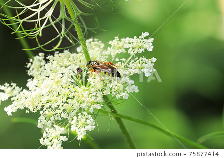 Northern Paper Wasp, Polistes fuscatus, moving on flower Northern Paper Wasp, Polistes fuscatus, moving on flower 75877414