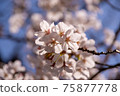 Cherry Blossoms Yoshino cherry tree 75877778