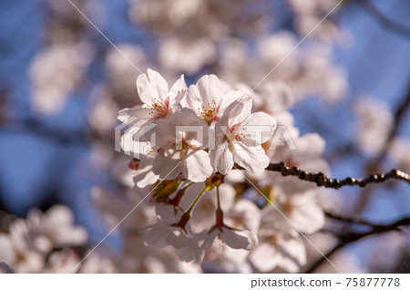 Cherry Blossoms Yoshino cherry tree Cherry Blossoms Yoshino cherry tree 75877778
