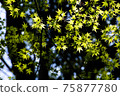 Blue maple 75877780