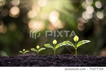 Small trees of different sizes that are growing on the ground, including a blurred green background. 75877784